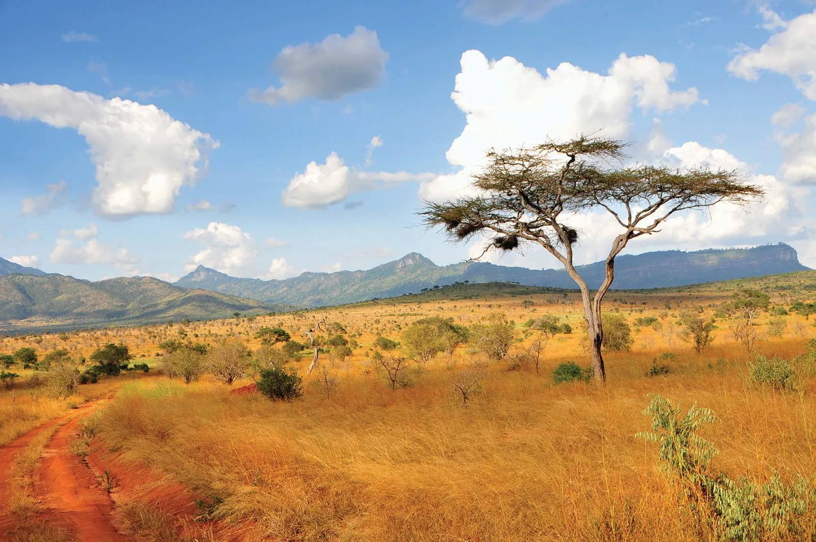 Acacia trees in Tait hills, Kenya