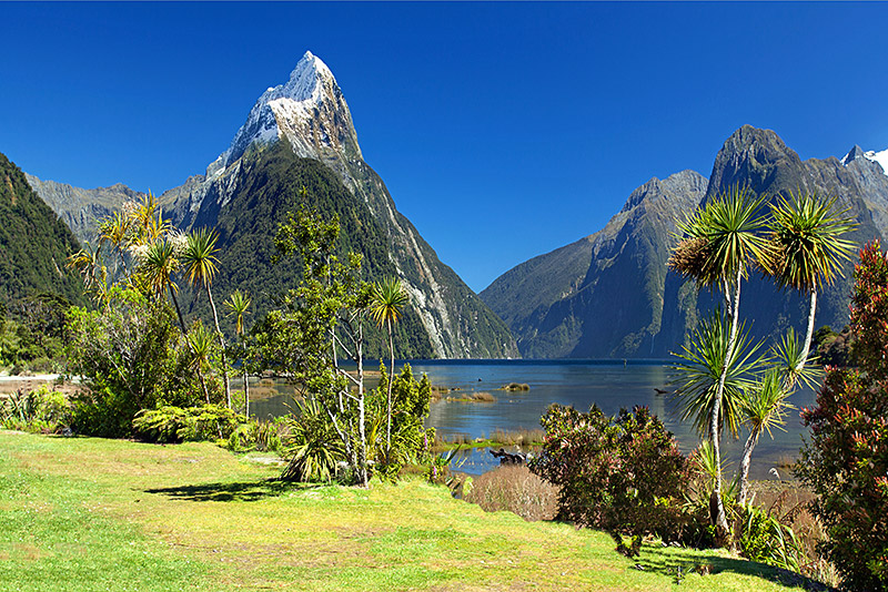 Mountains and palm trees surrounding a lake in Milford sound