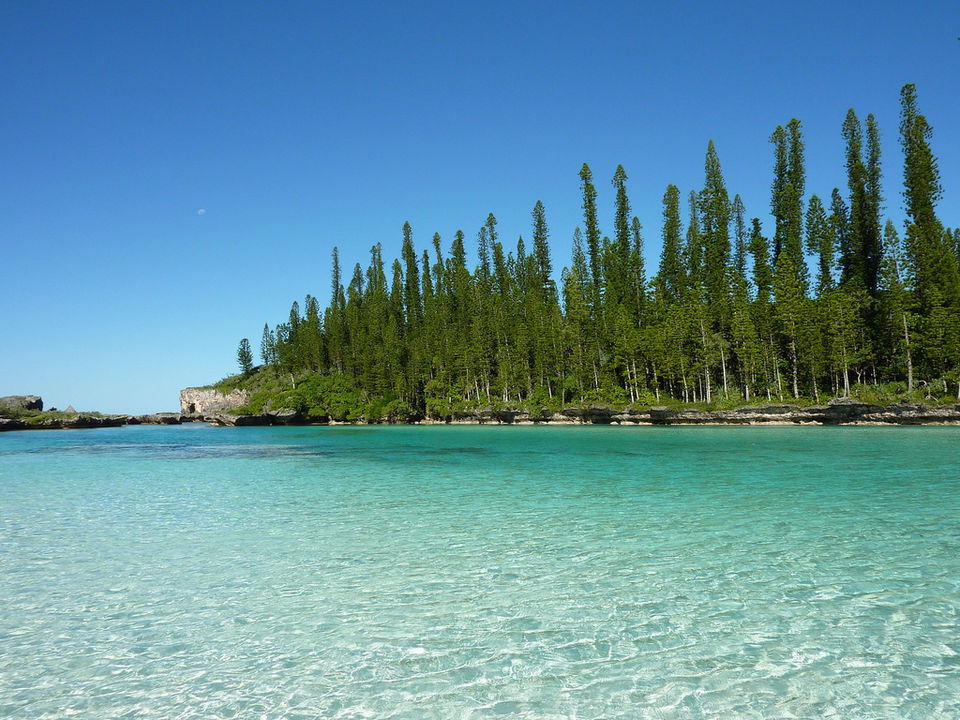 Pine trees along the coast on the Isle of Pines