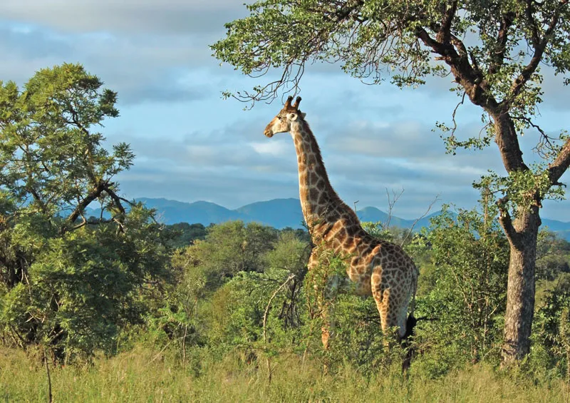 Giraffe in Kruger National Park