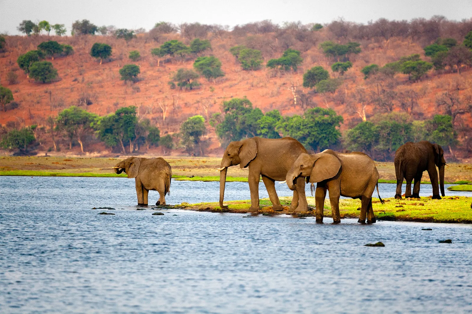 African elephants in a Botswana safari