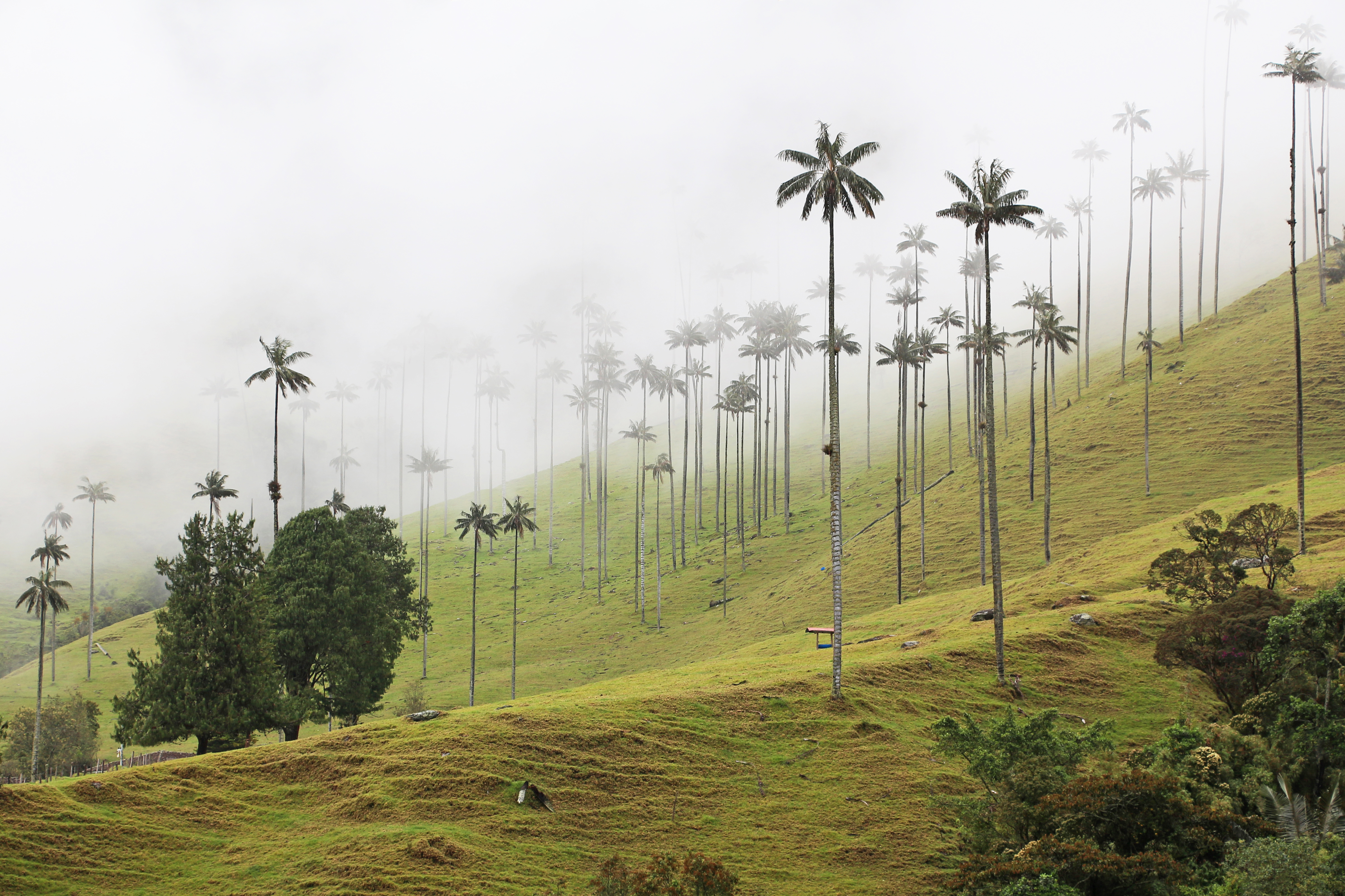 A green valley with tall palm trees in Valle de Cocora, Colombia