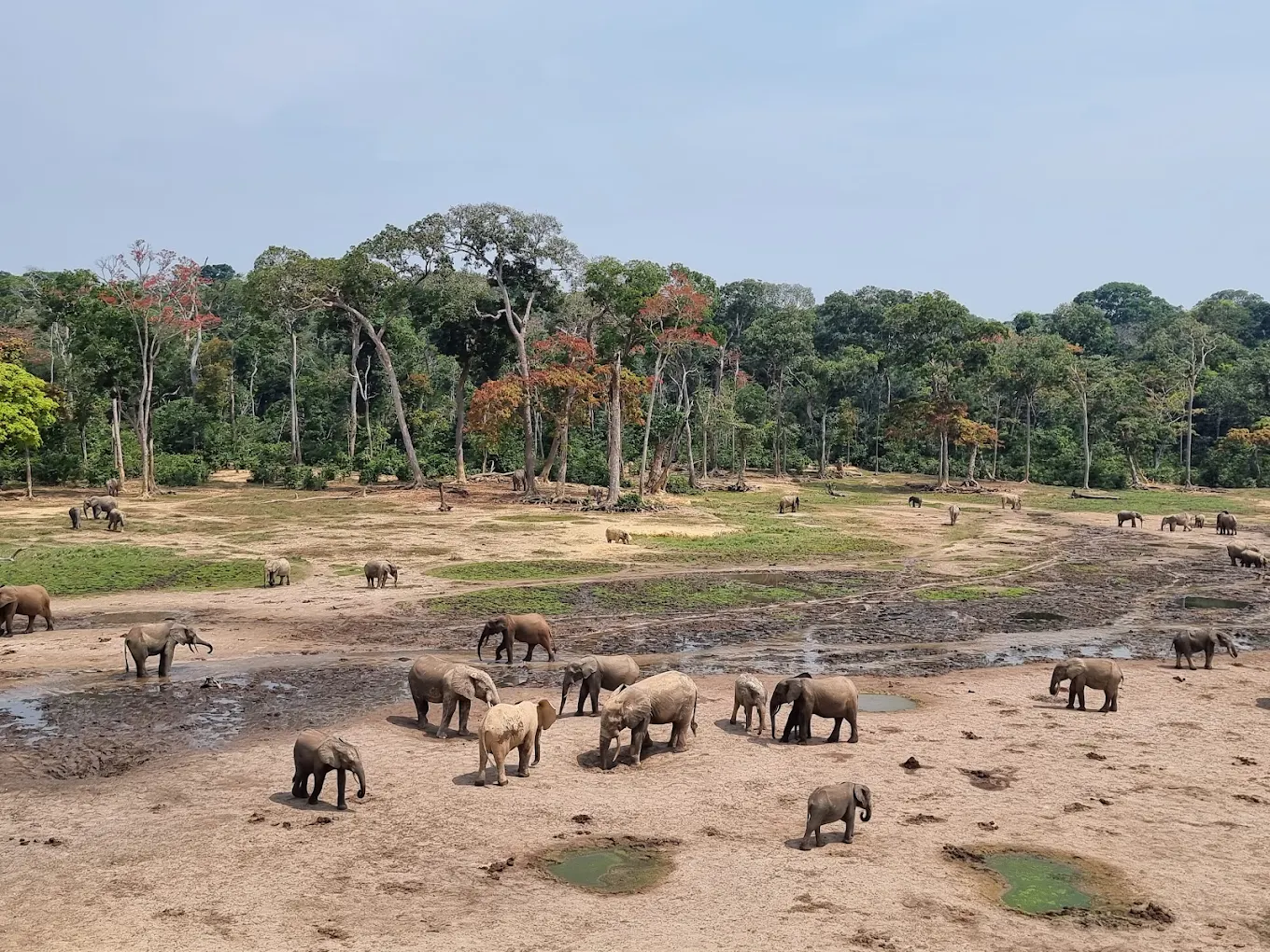 Elephants in Dzanga-Sangha
