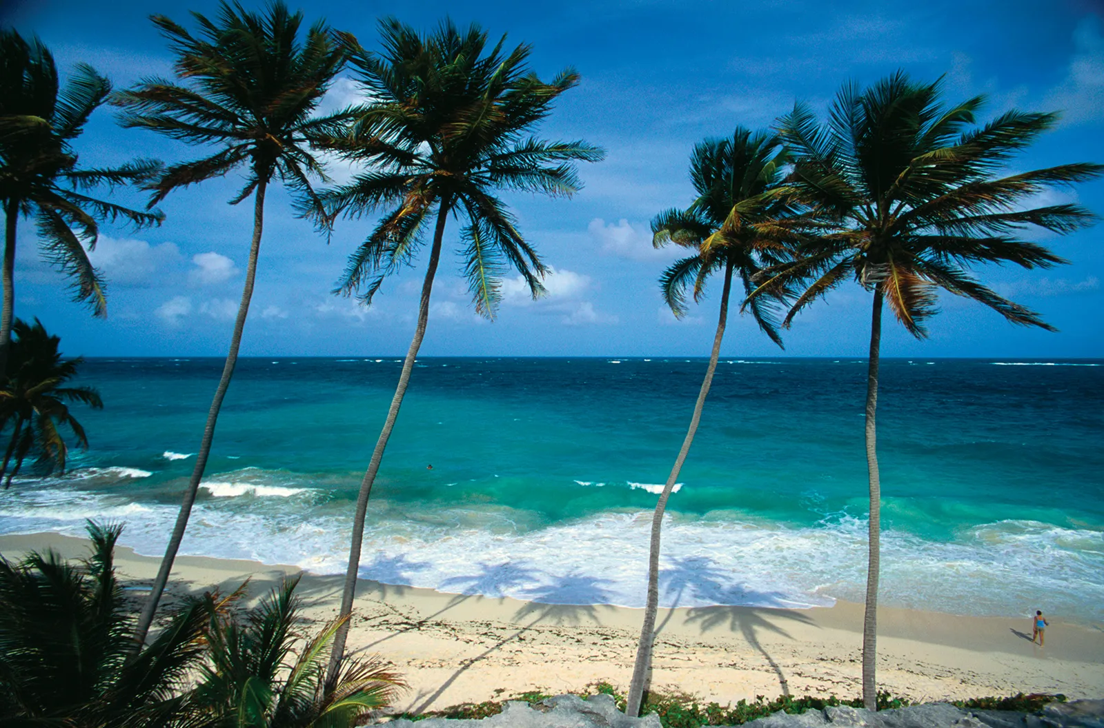 Palm trees on a Barbados beach. 