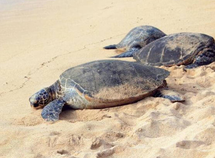 turtle on beach