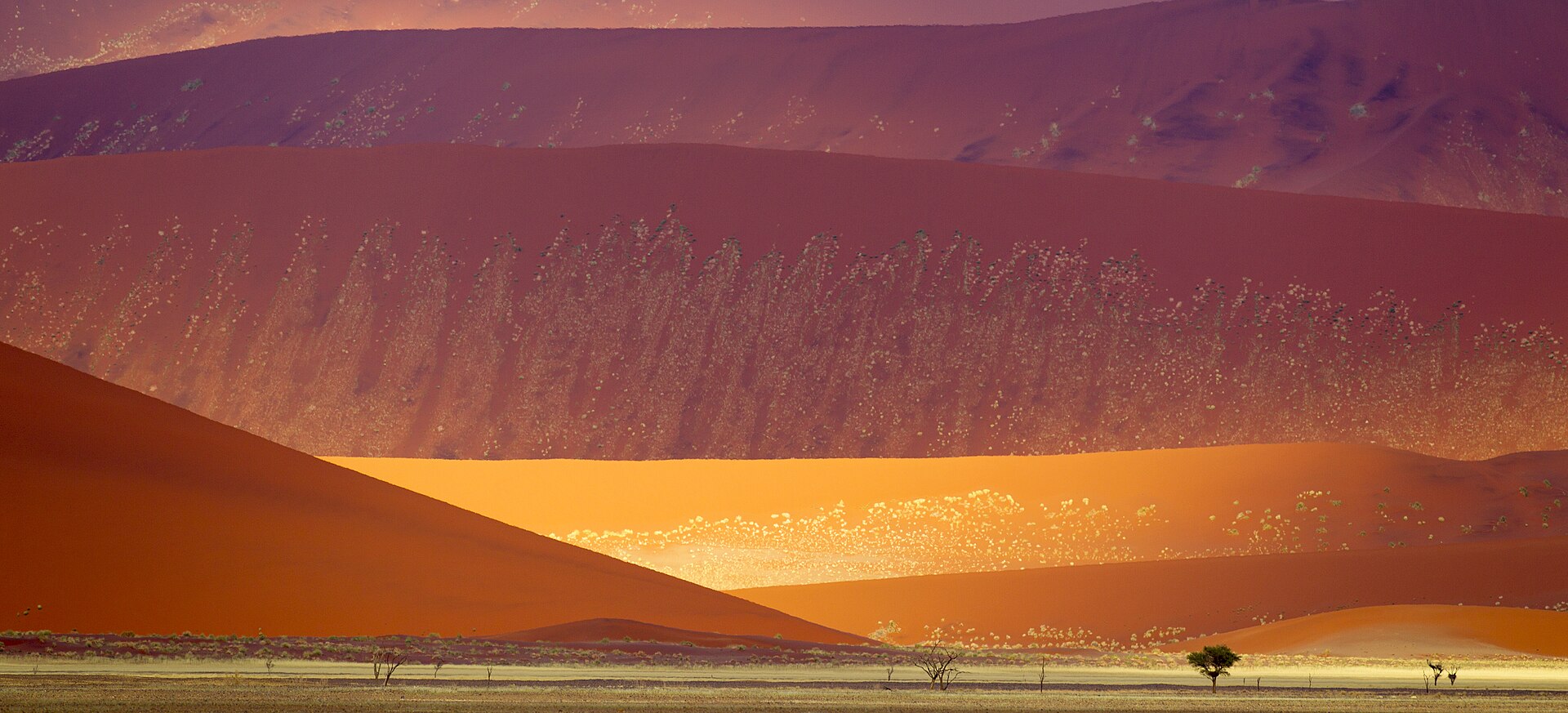 Sand dunes in the Namib-Naukluft National Park, Namibia. Older dunes are reddish and larger, newer dunes are yellow-brown.
