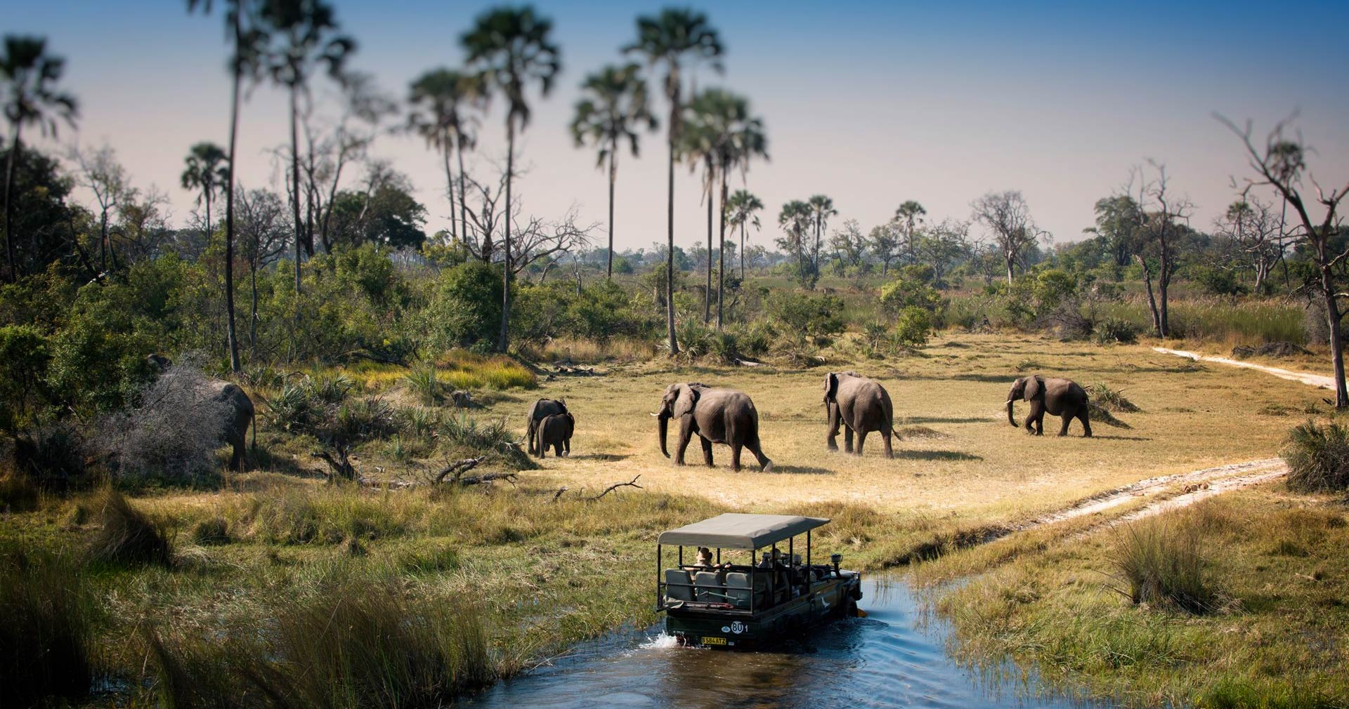 Elephants in Chobe National Park, Botswana
