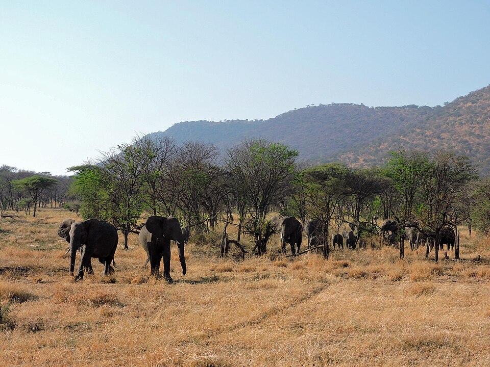elephants in Serengeti National Park