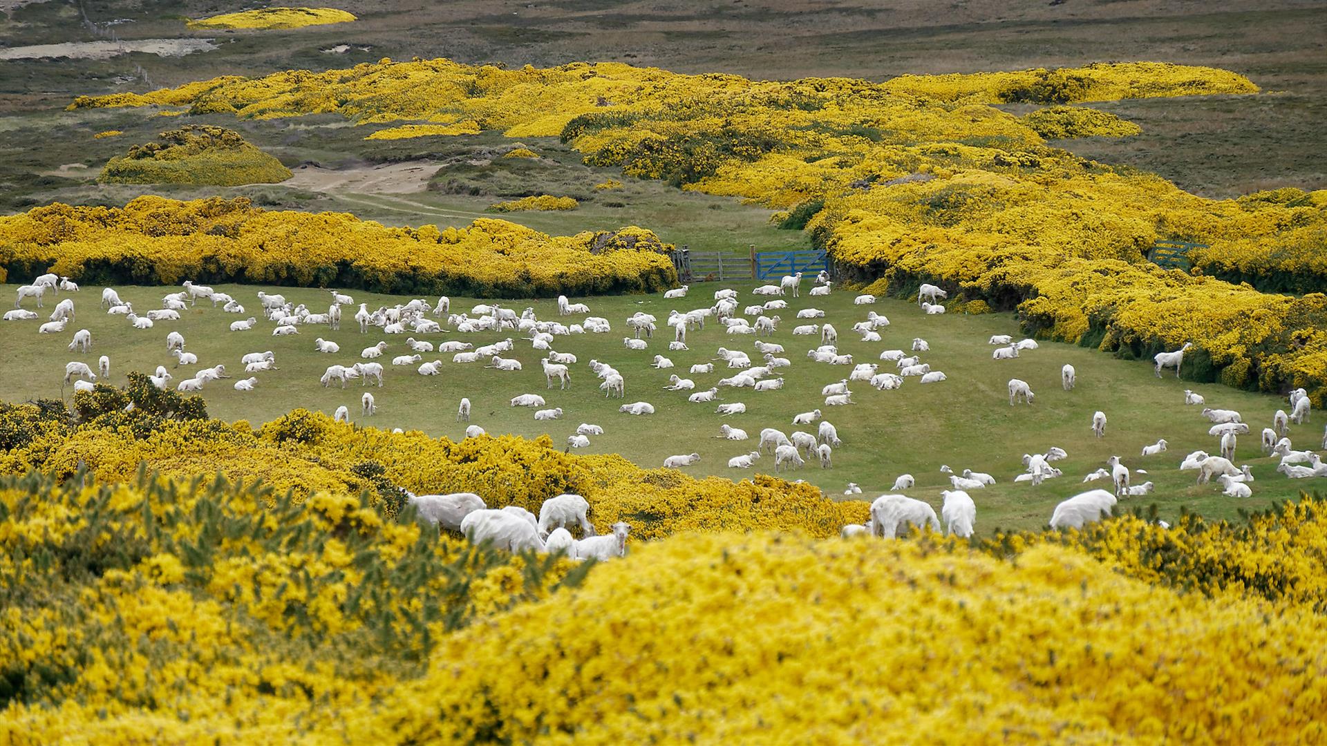Sheep in a green meadow filled with yellow wild flowers