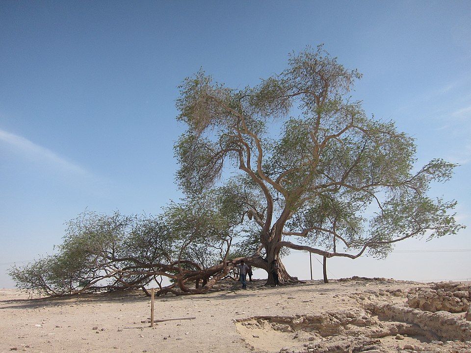 Tree of Life, Bahrain