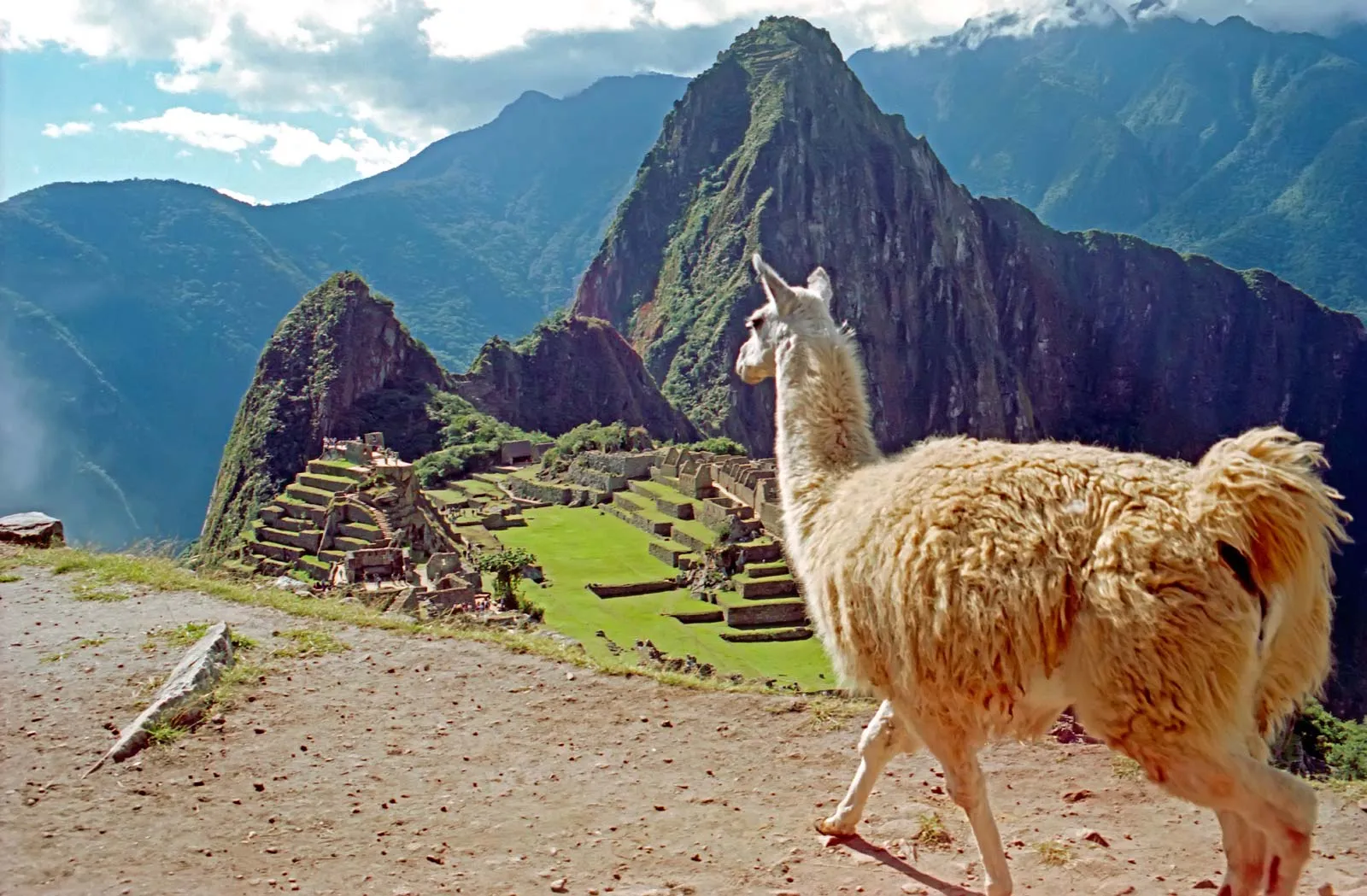 A llama in front of the ruins of Machu Picchu.