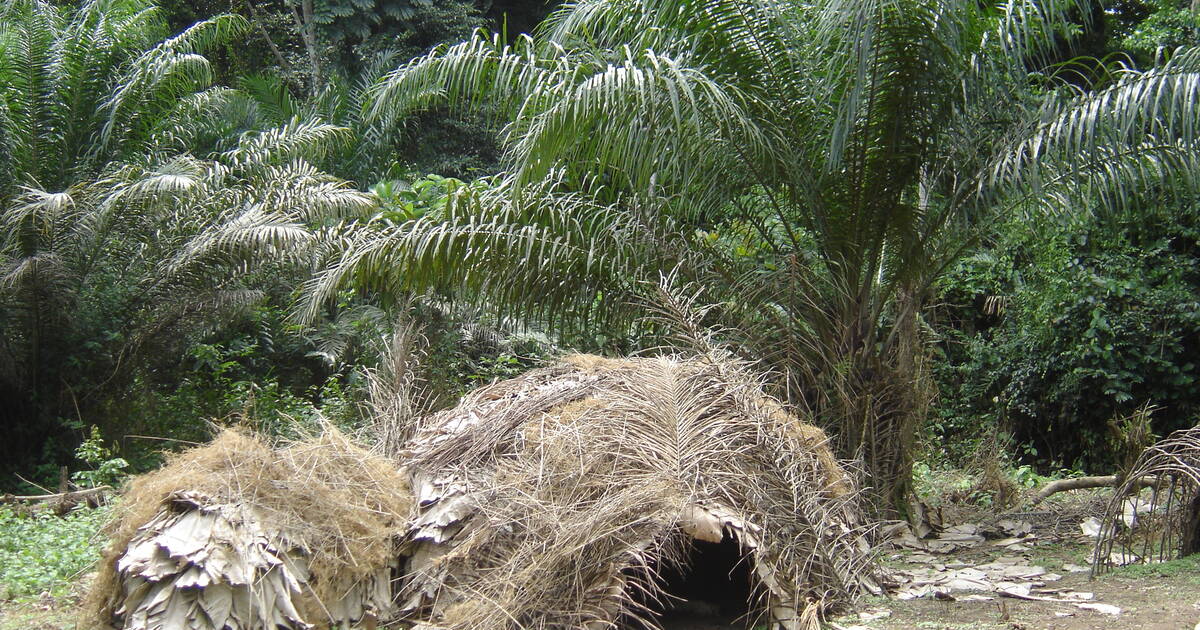 Straw huts in the forest